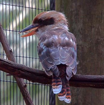 [The bird sits on a thick branch with its back to the camera, but its head is turned to the left so the face is visible. The bird's head is approximately a third of the bird's size (it has a relatively large head) and has grey and brown feathers with a large dark brown patch on its cheek. The bill has an orange lower half and a silvery upper half. The ends of the feathers on its body are rounded and are mostly brown with a few white tinges. The tail feathers are relatively short and are striped with alternating shades of light and dark brown except for the ends which are mostly white.]